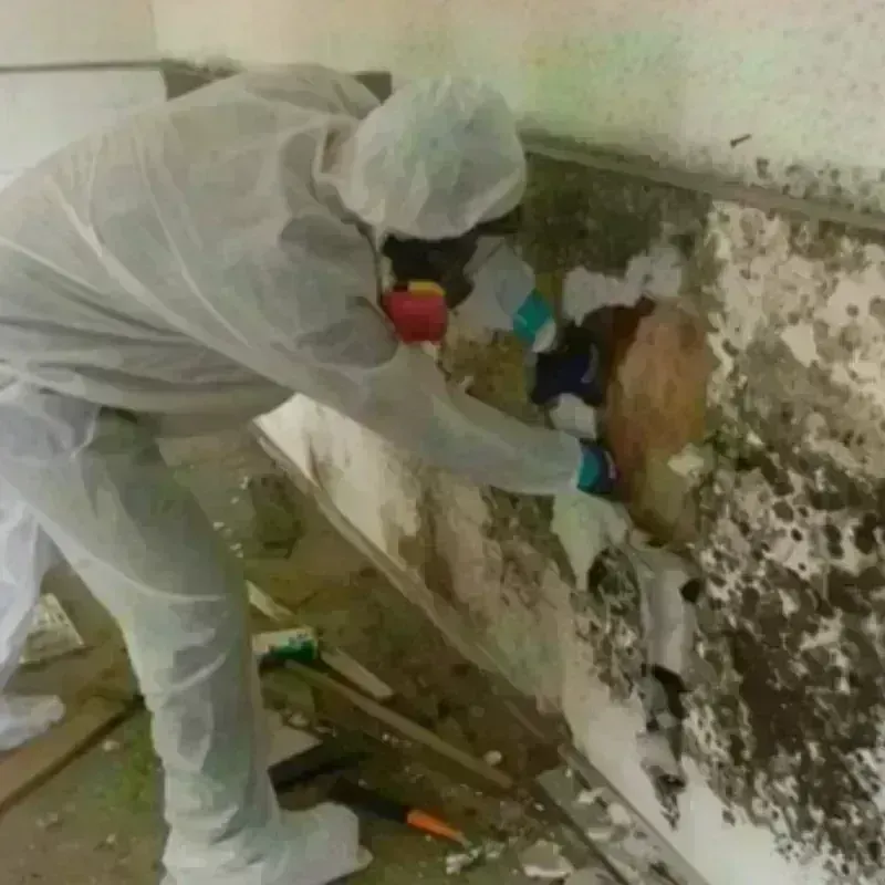 Mold Remediation and Removal in Bolivar, NY